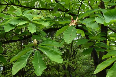 Japon büyük yapraklı manolyası (Magnolia obovata) çiçekleri. Magnoliaceae yapraklı ağacı. Yukarıya bakan büyük çiçekler yazın başlarında açar..