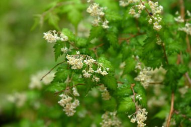 Dantelli (Stephanandra incisa) çiçekler. Rosaceae yaprak döken çalı. Sayısız küçük, sarımsı beyaz, beş yapraklı çiçekler yazın başlarında yarışlarda açar..