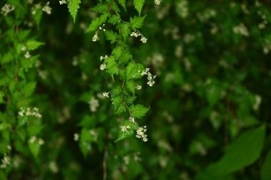 Dantelli (Stephanandra incisa) çiçekler. Rosaceae yaprak döken çalı. Sayısız küçük, sarımsı beyaz, beş yapraklı çiçekler yazın başlarında yarışlarda açar..