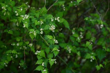 Dantelli (Stephanandra incisa) çiçekler. Rosaceae yaprak döken çalı. Sayısız küçük, sarımsı beyaz, beş yapraklı çiçekler yazın başlarında yarışlarda açar..