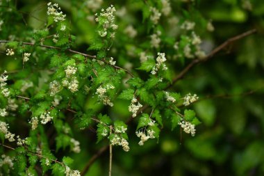 Dantelli (Stephanandra incisa) çiçekler. Rosaceae yaprak döken çalı. Sayısız küçük, sarımsı beyaz, beş yapraklı çiçekler yazın başlarında yarışlarda açar..