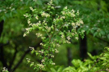 Dantelli (Stephanandra incisa) çiçekler. Rosaceae yaprak döken çalı. Sayısız küçük, sarımsı beyaz, beş yapraklı çiçekler yazın başlarında yarışlarda açar..