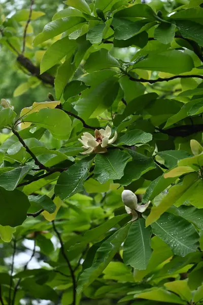 Japon büyük yapraklı manolyası (Magnolia obovata) çiçekleri. Magnoliaceae yapraklı ağacı. Yukarıya bakan büyük çiçekler yazın başlarında açar..