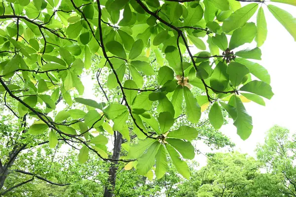 Japon büyük yapraklı manolyası (Magnolia obovata) çiçekleri. Magnoliaceae yapraklı ağacı. Yukarıya bakan büyük çiçekler yazın başlarında açar..