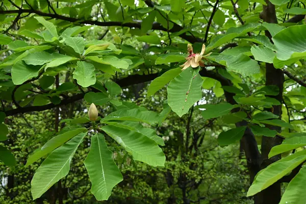Japon büyük yapraklı manolyası (Magnolia obovata) çiçekleri. Magnoliaceae yapraklı ağacı. Yukarıya bakan büyük çiçekler yazın başlarında açar..