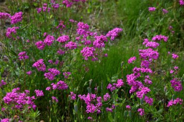 Tatlı William Catchfly (Silene Armeria) çiçekleri. Caryophyllaceae yıllık bitkileri. Bu bitki, saplarından mukus salgılayan böcekleri çeker ve yaz başında beş yapraklı kırmızı çiçekler açar..