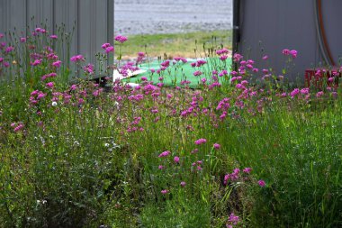 Tatlı William Catchfly (Silene Armeria) çiçekleri. Caryophyllaceae yıllık bitkileri. Bu bitki, saplarından mukus salgılayan böcekleri çeker ve yaz başında beş yapraklı kırmızı çiçekler açar..
