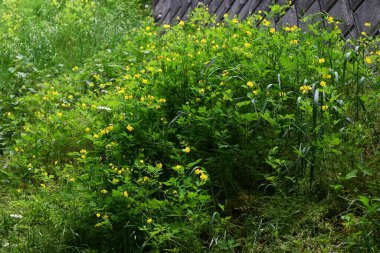 Daha büyük celandin (Chelidonium majus) çiçekleri. Papaveraceae. Yazın başında dört yapraklı sarı çiçekler açar. Zehirli, ama cilt hastalıklarına karşı etkili bir şifalı bitki..