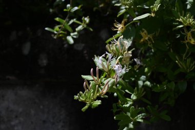Japon hanımeli (Lonicera japonica) çiçekleri. Caprifoliaceae Evergreen Asması. Güzel kokulu beyaz çiçekler yazın başlarında açar..