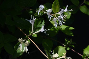Japon hanımeli (Lonicera japonica) çiçekleri. Caprifoliaceae Evergreen Asması. Güzel kokulu beyaz çiçekler yazın başlarında açar..