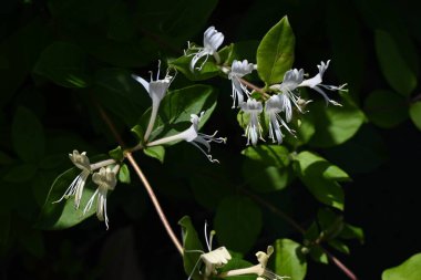 Japon hanımeli (Lonicera japonica) çiçekleri. Caprifoliaceae Evergreen Asması. Güzel kokulu beyaz çiçekler yazın başlarında açar..