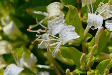Japon hanımeli (Lonicera japonica) çiçekleri. Caprifoliaceae Evergreen Asması. Güzel kokulu beyaz çiçekler yazın başlarında açar..