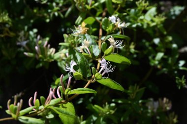 Japon hanımeli (Lonicera japonica) çiçekleri. Caprifoliaceae Evergreen Asması. Güzel kokulu beyaz çiçekler yazın başlarında açar..