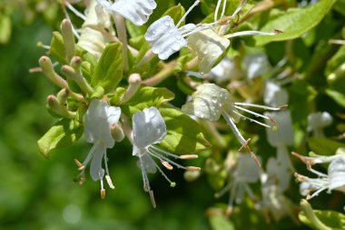 Japon hanımeli (Lonicera japonica) çiçekleri. Caprifoliaceae Evergreen Asması. Güzel kokulu beyaz çiçekler yazın başlarında açar..