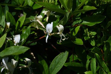 Japon hanımeli (Lonicera japonica) çiçekleri. Caprifoliaceae Evergreen Asması. Güzel kokulu beyaz çiçekler yazın başlarında açar..