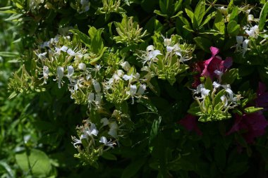 Japon hanımeli (Lonicera japonica) çiçekleri. Caprifoliaceae Evergreen Asması. Güzel kokulu beyaz çiçekler yazın başlarında açar..