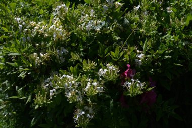 Japon hanımeli (Lonicera japonica) çiçekleri. Caprifoliaceae Evergreen Asması. Güzel kokulu beyaz çiçekler yazın başlarında açar..