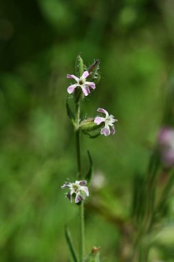 Silene gallica (küçük çiçek sineği) çiçekleri. Caryophyllaceae bienal bitkileri. Sahilde büyürler ve yaz başında beş yapraklı beyaz veya soluk pembe çiçekler üretirler..