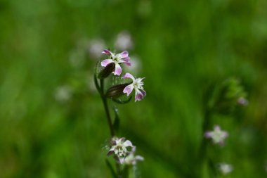Silene gallica (küçük çiçek sineği) çiçekleri. Caryophyllaceae bienal bitkileri. Sahilde büyürler ve yaz başında beş yapraklı beyaz veya soluk pembe çiçekler üretirler..