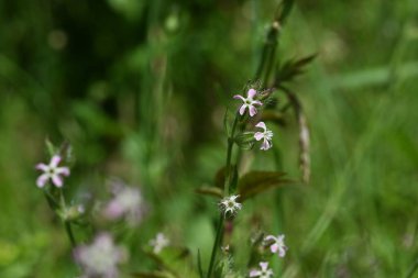 Silene gallica (küçük çiçek sineği) çiçekleri. Caryophyllaceae bienal bitkileri. Sahilde büyürler ve yaz başında beş yapraklı beyaz veya soluk pembe çiçekler üretirler..