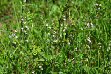 Silene gallica (küçük çiçek sineği) çiçekleri. Caryophyllaceae bienal bitkileri. Sahilde büyürler ve yaz başında beş yapraklı beyaz veya soluk pembe çiçekler üretirler..