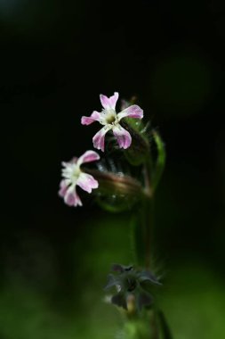 Silene gallica (küçük çiçek sineği) çiçekleri. Caryophyllaceae bienal bitkileri. Sahilde büyürler ve yaz başında beş yapraklı beyaz veya soluk pembe çiçekler üretirler..