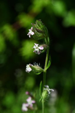 Silene gallica (küçük çiçek sineği) çiçekleri. Caryophyllaceae bienal bitkileri. Sahilde büyürler ve yaz başında beş yapraklı beyaz veya soluk pembe çiçekler üretirler..