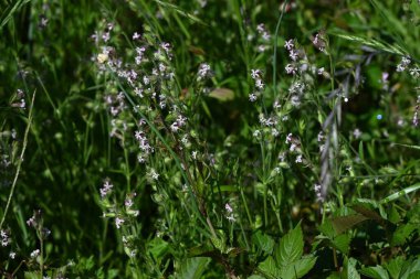 Silene gallica (küçük çiçek sineği) çiçekleri. Caryophyllaceae bienal bitkileri. Sahilde büyürler ve yaz başında beş yapraklı beyaz veya soluk pembe çiçekler üretirler..