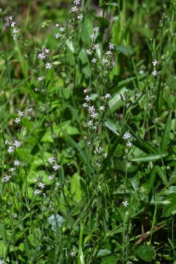 Silene gallica (küçük çiçek sineği) çiçekleri. Caryophyllaceae bienal bitkileri. Sahilde büyürler ve yaz başında beş yapraklı beyaz veya soluk pembe çiçekler üretirler..