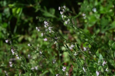 Silene gallica (küçük çiçek sineği) çiçekleri. Caryophyllaceae bienal bitkileri. Sahilde büyürler ve yaz başında beş yapraklı beyaz veya soluk pembe çiçekler üretirler..