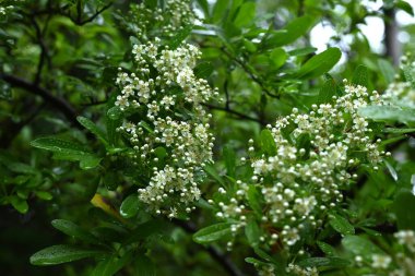  Firethorn (Pyracantha) çiçekler. Rosaceae her zaman yeşildir. Yazın başlarında beş yapraklı beyaz çiçekler açar..