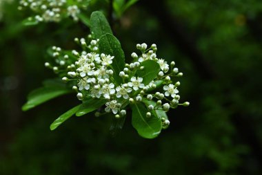  Firethorn (Pyracantha) çiçekler. Rosaceae her zaman yeşildir. Yazın başlarında beş yapraklı beyaz çiçekler açar..