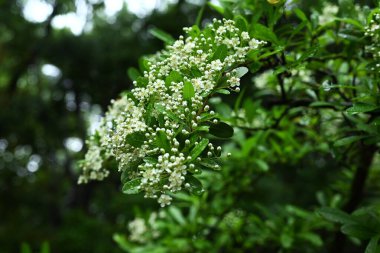  Firethorn (Pyracantha) çiçekler. Rosaceae her zaman yeşildir. Yazın başlarında beş yapraklı beyaz çiçekler açar..