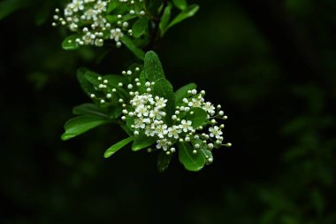 Firethorn (Pyracantha) çiçekler. Rosaceae her zaman yeşildir. Yazın başlarında beş yapraklı beyaz çiçekler açar..