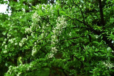  Firethorn (Pyracantha) çiçekler. Rosaceae her zaman yeşildir. Yazın başlarında beş yapraklı beyaz çiçekler açar..