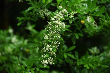  Firethorn (Pyracantha) çiçekler. Rosaceae her zaman yeşildir. Yazın başlarında beş yapraklı beyaz çiçekler açar..