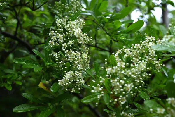  Firethorn (Pyracantha) çiçekler. Rosaceae her zaman yeşildir. Yazın başlarında beş yapraklı beyaz çiçekler açar..