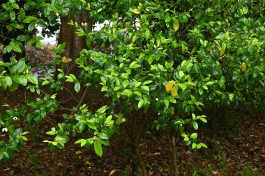 Magnolia figo (muz çalısı) çiçekleri. Magnoliaceae her zaman yeşil çalı. Yazın başlarında, yaprak eksenlerinde muz kokulu sarı-beyaz çiçekler belirir..