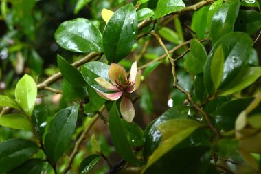 Magnolia figo (muz çalısı) çiçekleri. Magnoliaceae her zaman yeşil çalı. Yazın başlarında, yaprak eksenlerinde muz kokulu sarı-beyaz çiçekler belirir..
