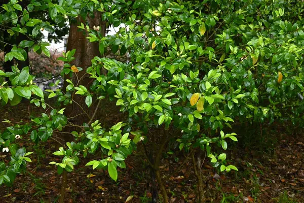 Magnolia figo (muz çalısı) çiçekleri. Magnoliaceae her zaman yeşil çalı. Yazın başlarında, yaprak eksenlerinde muz kokulu sarı-beyaz çiçekler belirir..