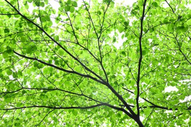 Kousa Dogwood (Cornus kousa) çiçekleri. Cornaceae yaprak döken ağacı. Yazın başlarında beyaz yapraksı istemsiz frenlerle çiçek açar. Genç yapraklar ve meyveler yenilebilir..