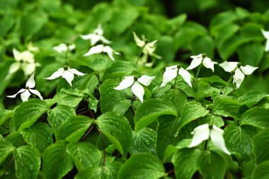 Kousa Dogwood (Cornus kousa) çiçekleri. Cornaceae yaprak döken ağacı. Yazın başlarında beyaz yapraksı istemsiz frenlerle çiçek açar. Genç yapraklar ve meyveler yenilebilir..