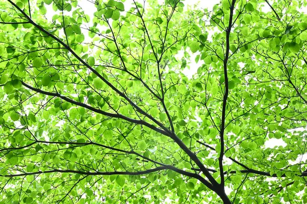 Kousa Dogwood (Cornus kousa) çiçekleri. Cornaceae yaprak döken ağacı. Yazın başlarında beyaz yapraksı istemsiz frenlerle çiçek açar. Genç yapraklar ve meyveler yenilebilir..