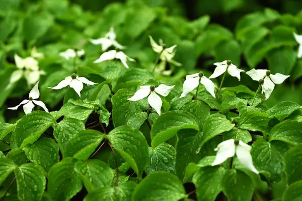 Kousa Dogwood (Cornus kousa) çiçekleri. Cornaceae yaprak döken ağacı. Yazın başlarında beyaz yapraksı istemsiz frenlerle çiçek açar. Genç yapraklar ve meyveler yenilebilir..