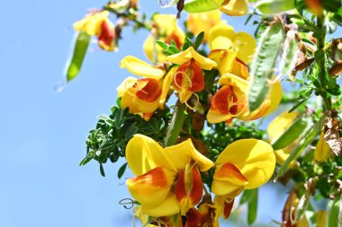 Cytisus scoparius 'Andreanus' (yaygın süpürge) çiçekleri. Fabaceae çalısı, kelebek şeklinde sarı çiçekler üretir ve yazın başında kanat yapraklarında kırmızı noktalar oluşur..