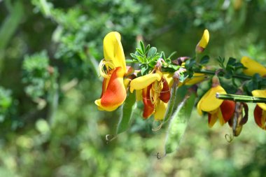 Cytisus scoparius 'Andreanus' (yaygın süpürge) çiçekleri. Fabaceae çalısı, kelebek şeklinde sarı çiçekler üretir ve yazın başında kanat yapraklarında kırmızı noktalar oluşur..