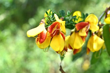 Cytisus scoparius 'Andreanus' (yaygın süpürge) çiçekleri. Fabaceae çalısı, kelebek şeklinde sarı çiçekler üretir ve yazın başında kanat yapraklarında kırmızı noktalar oluşur..