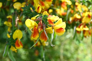 Cytisus scoparius 'Andreanus' (yaygın süpürge) çiçekleri. Fabaceae çalısı, kelebek şeklinde sarı çiçekler üretir ve yazın başında kanat yapraklarında kırmızı noktalar oluşur..