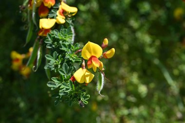 Cytisus scoparius 'Andreanus' (yaygın süpürge) çiçekleri. Fabaceae çalısı, kelebek şeklinde sarı çiçekler üretir ve yazın başında kanat yapraklarında kırmızı noktalar oluşur..