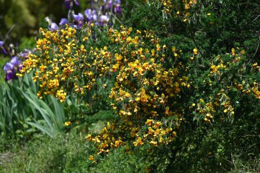 Cytisus scoparius 'Andreanus' (yaygın süpürge) çiçekleri. Fabaceae çalısı, kelebek şeklinde sarı çiçekler üretir ve yazın başında kanat yapraklarında kırmızı noktalar oluşur..
